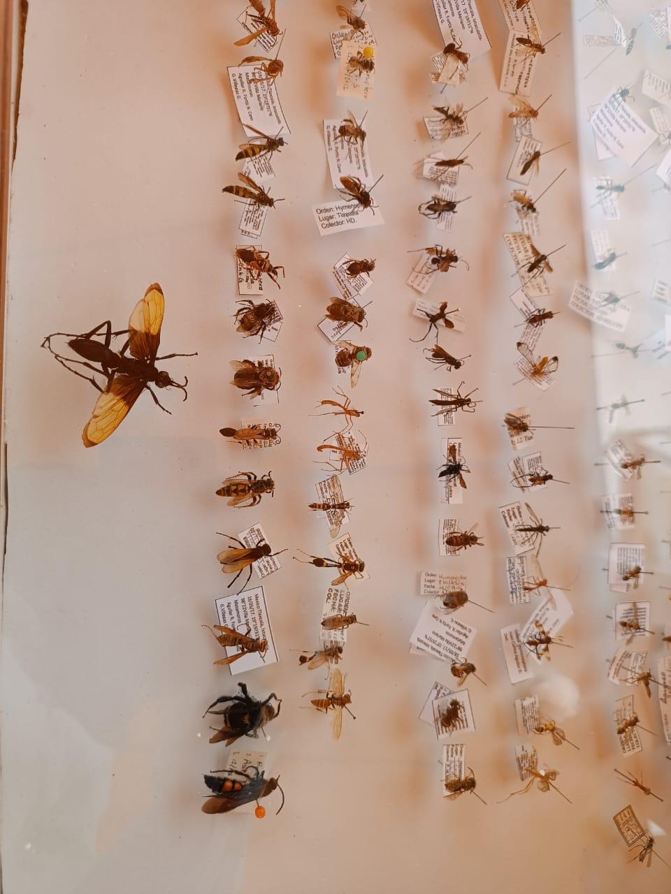 Colección de insectos en exhibición